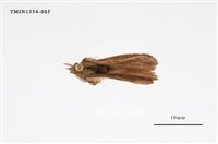 藏品(毒蛾科)的圖片